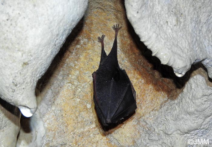 Rhinolophus hipposideros