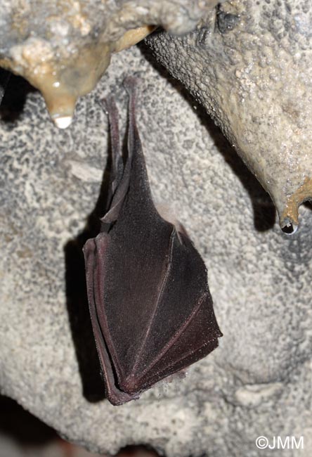 Rhinolophus hipposideros