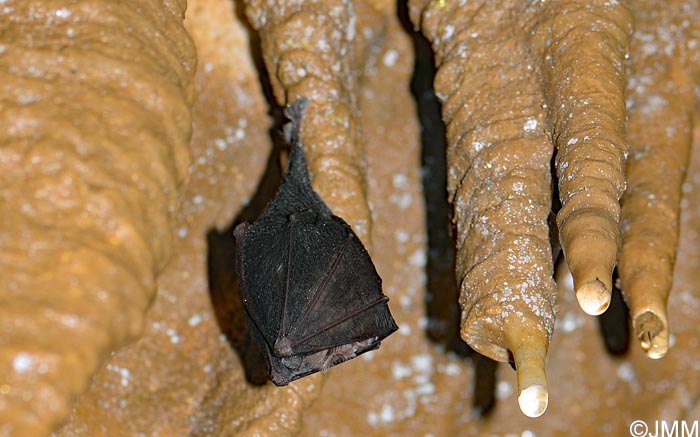 Rhinolophus hipposideros : Petit rhinolophe