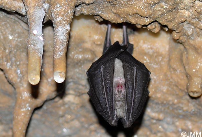 Rhinolophus hipposideros : Petit rhinolophe