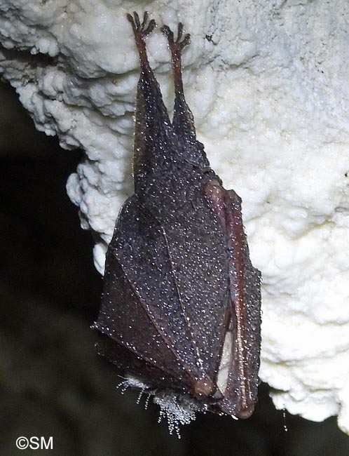 Rhinolophus hipposideros