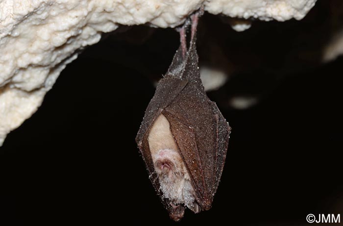 Rhinolophus hipposideros