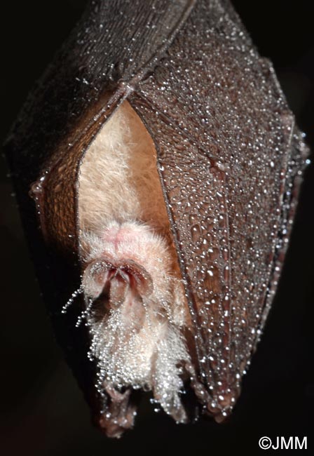 Rhinolophus hipposideros