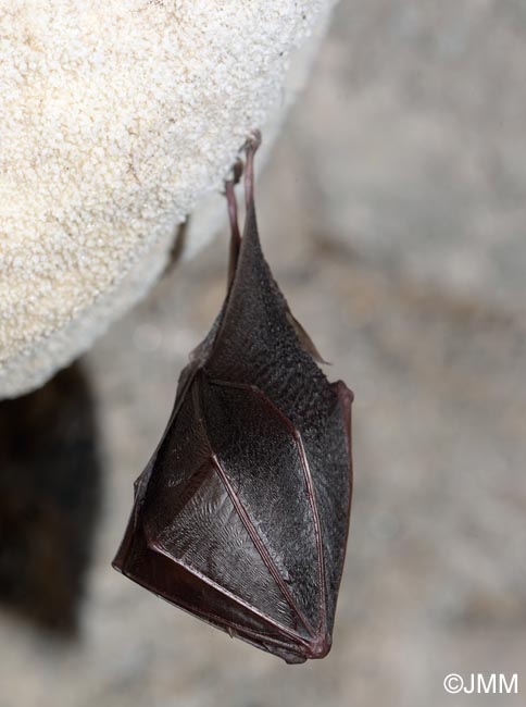 Rhinolophus hipposideros