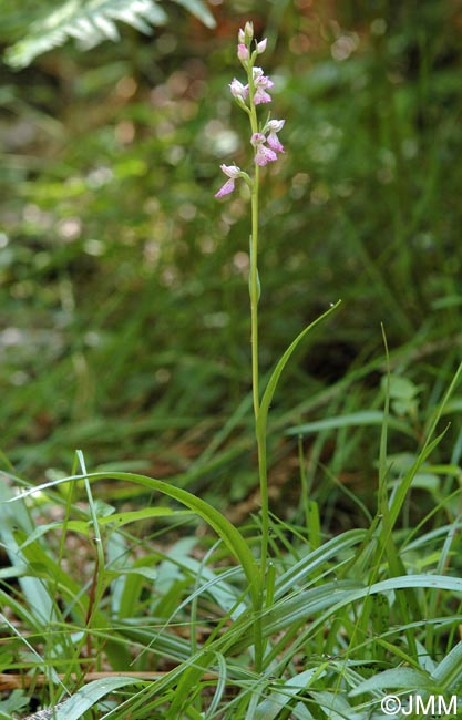 Dactylorhiza iberica