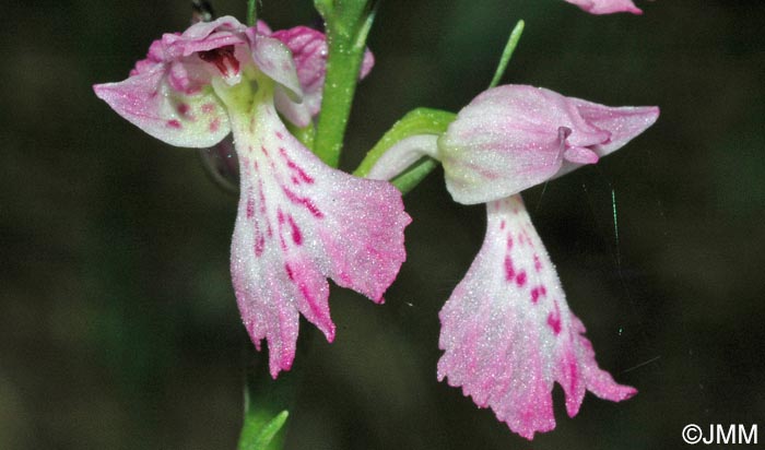 Dactylorhiza iberica