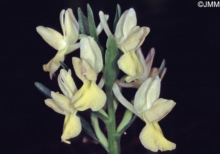 Dactylorhiza romana