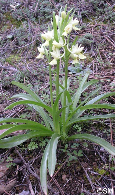 Dactylorhiza romana