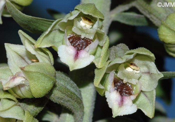 Epipactis condensata