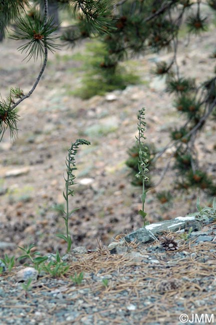 Epipactis condensata