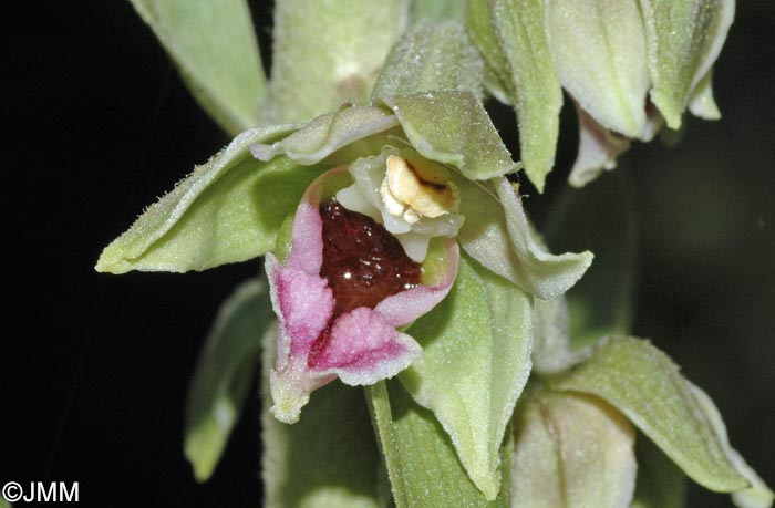 Epipactis condensata