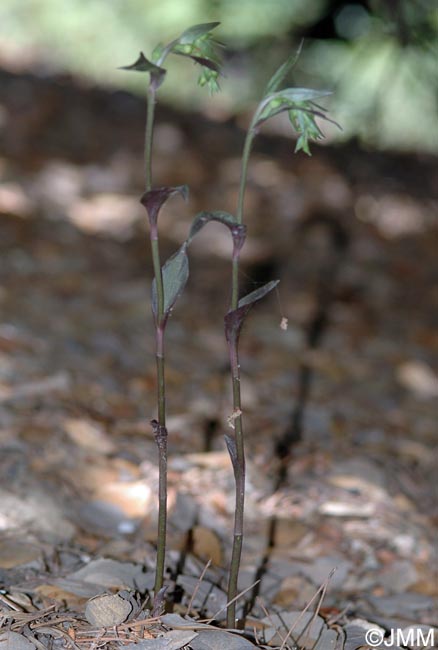 Epipactis troodi