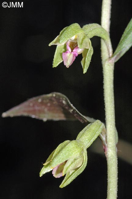 Epipactis troodi