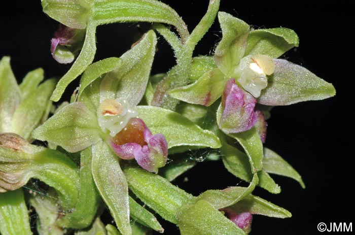 Epipactis troodi