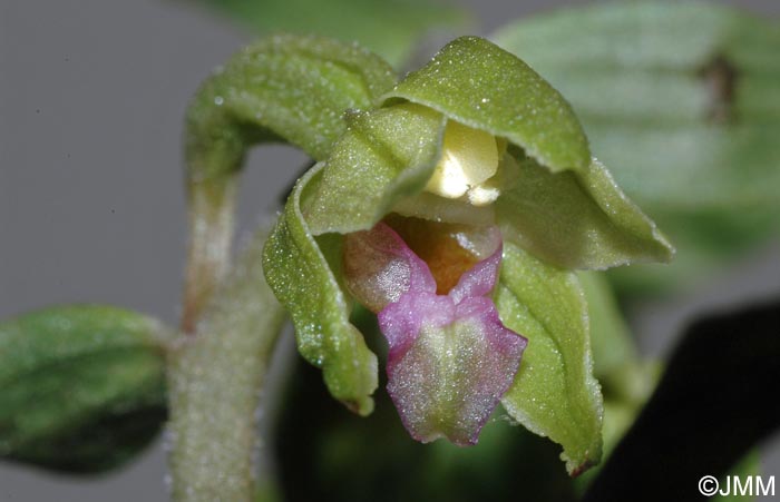Epipactis troodi