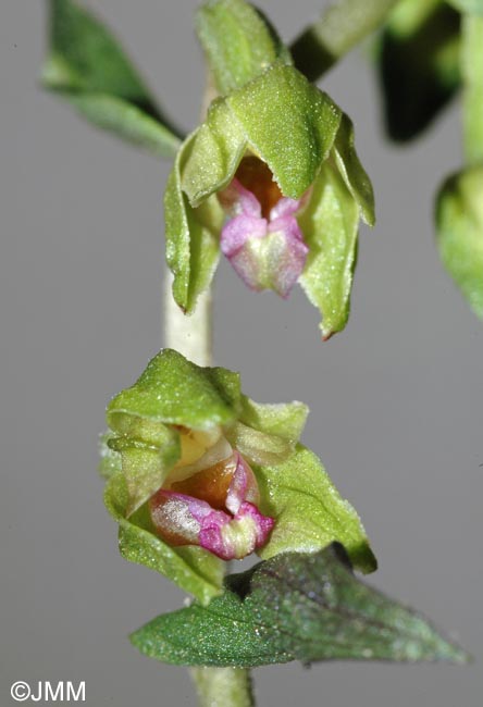 Epipactis troodi