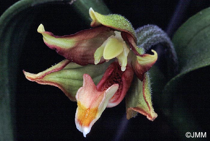 Epipactis veratrifolia