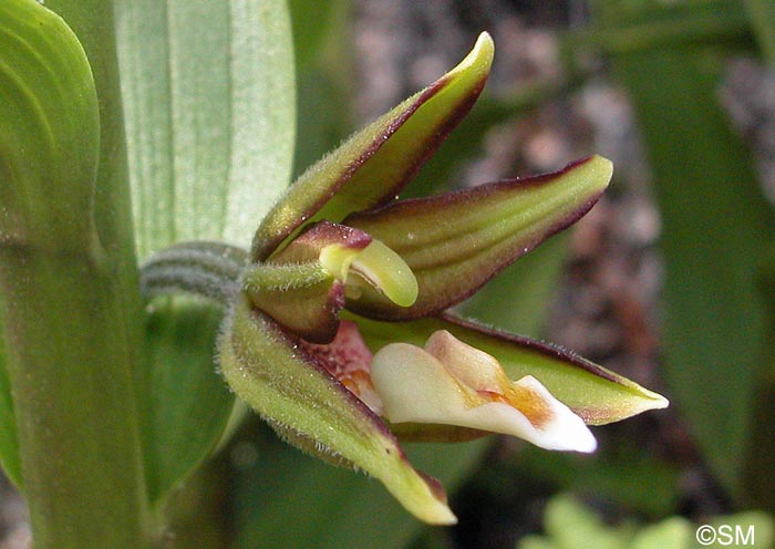 Epipactis veratrifolia