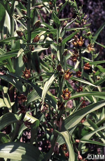 Epipactis veratrifolia