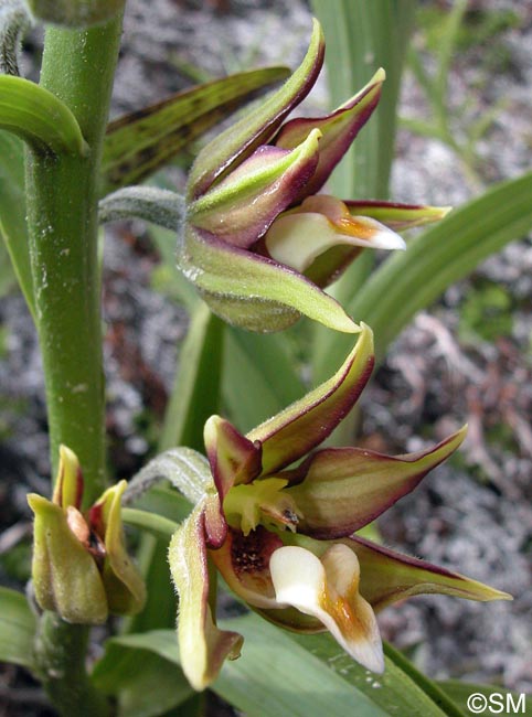 Epipactis veratrifolia