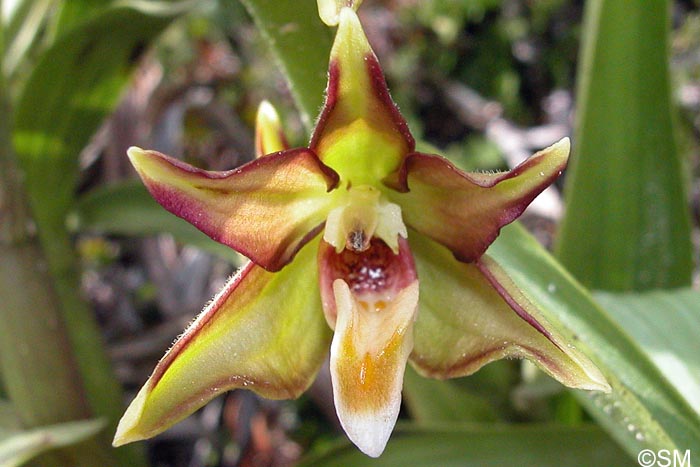 Epipactis veratrifolia