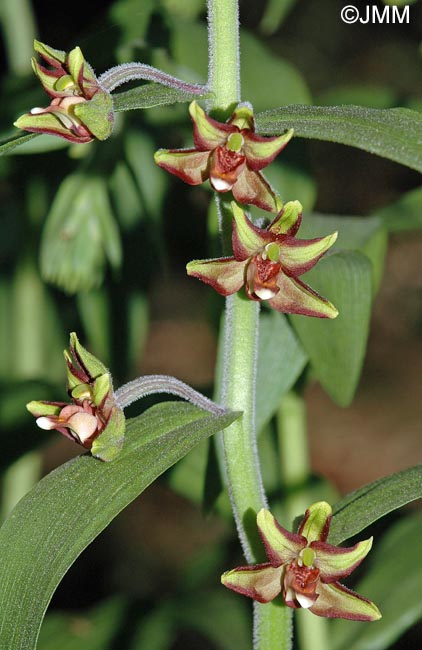 Epipactis veratrifolia