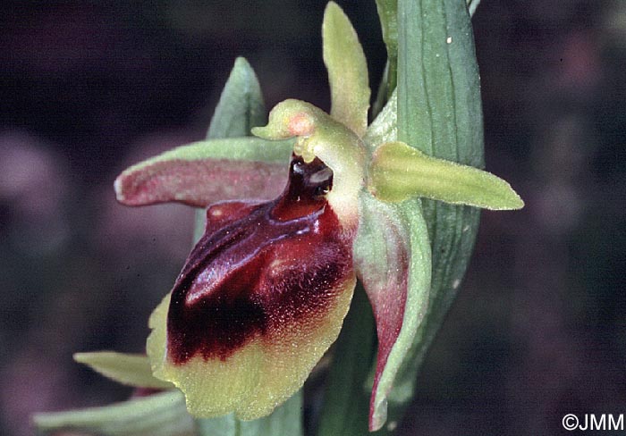 Ophrys alasiatica