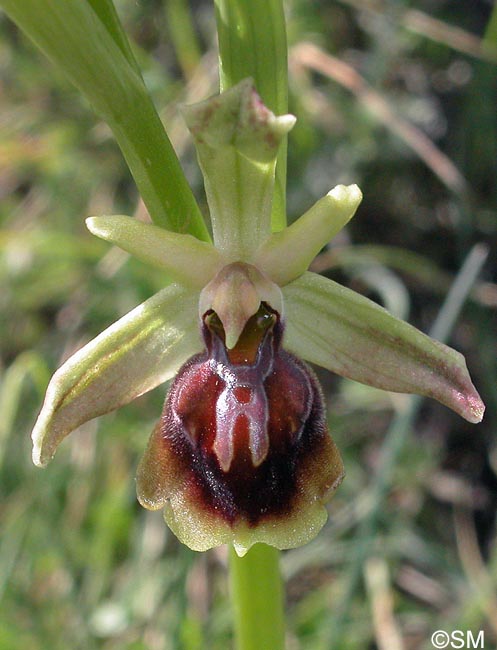 Ophrys alasiatica