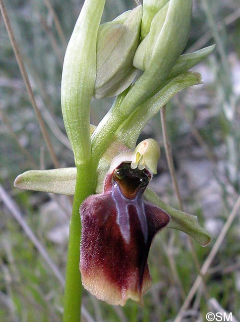 Ophrys alasiatica
