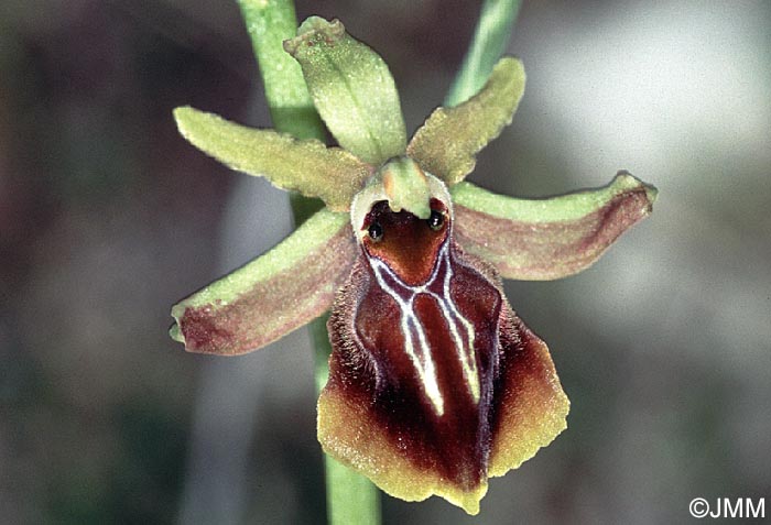 Ophrys alasiatica