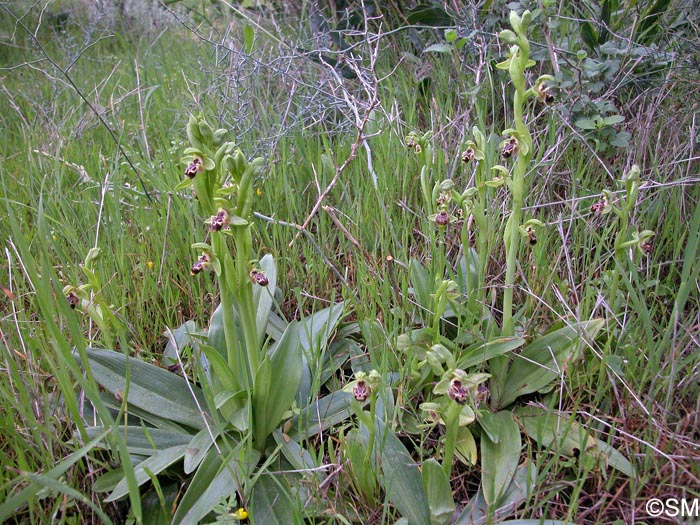 Ophrys astarte