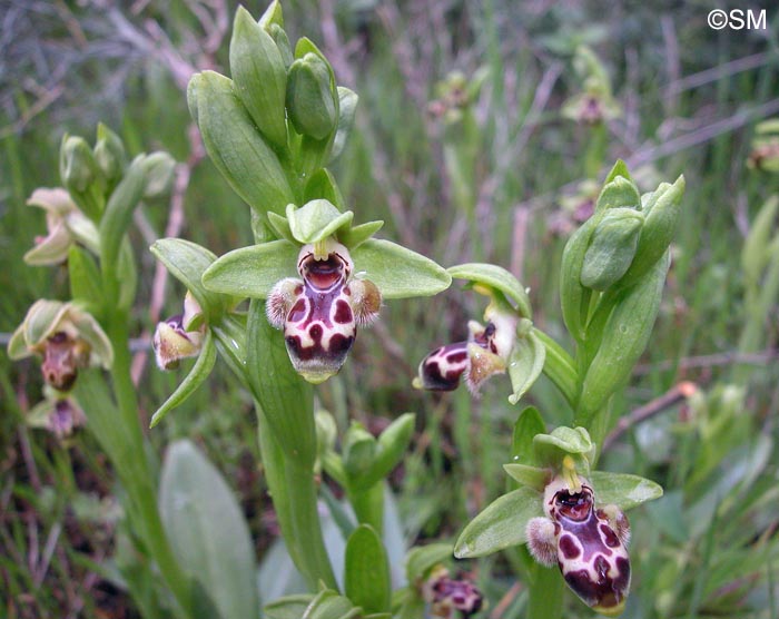Ophrys astarte