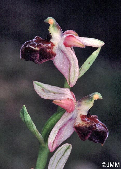 Ophrys elegans
