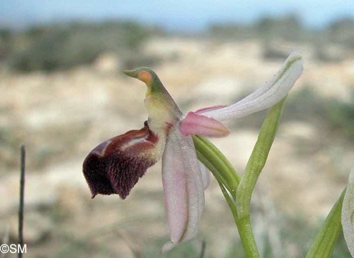Ophrys elegans