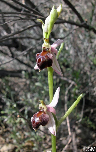 Ophrys elegans
