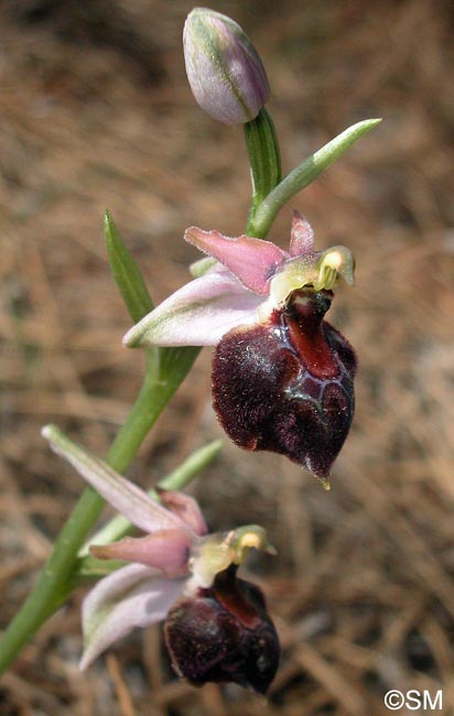 Ophrys elegans