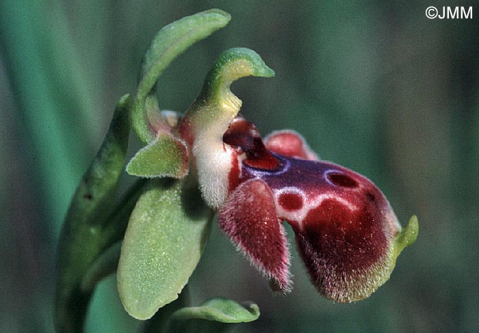 Ophrys flavomarginata