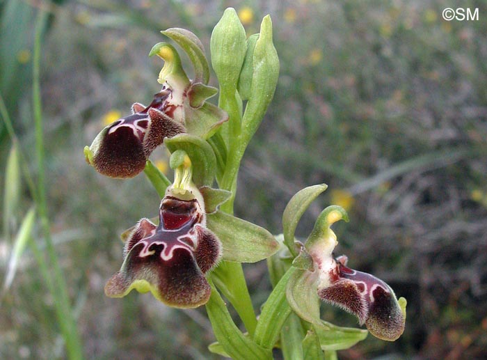 Ophrys flavomarginata