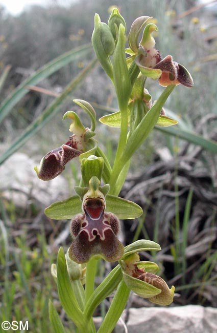 Ophrys flavomarginata