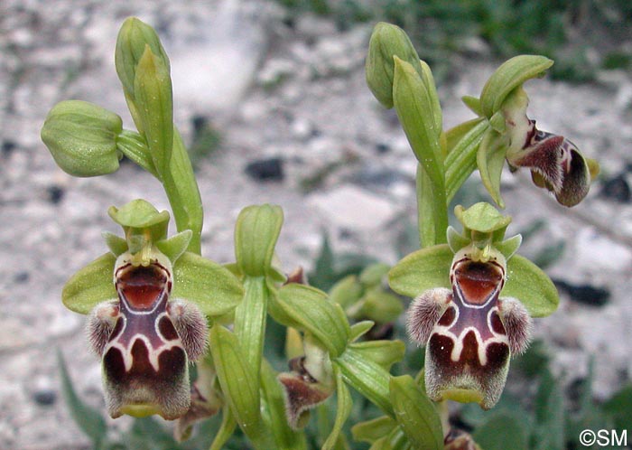 Ophrys flavomarginata