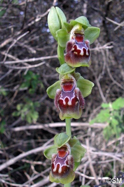 Ophrys flavomarginata