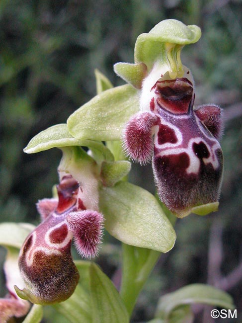 Ophrys flavomarginata