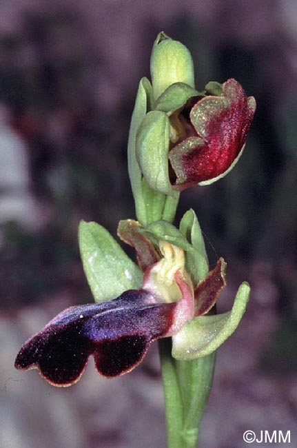 Ophrys iricolor