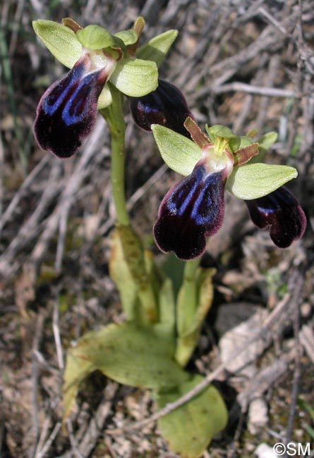 Ophrys iricolor