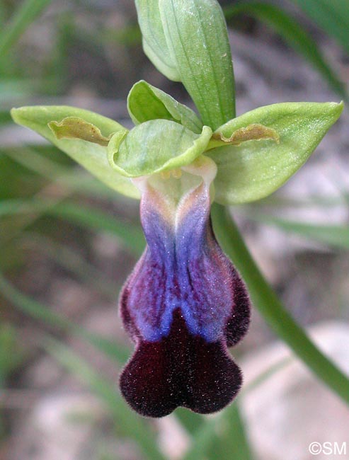Ophrys iricolor