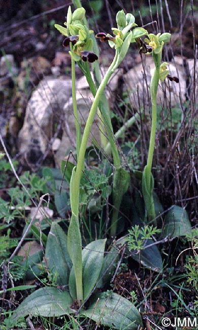 Ophrys israelitica