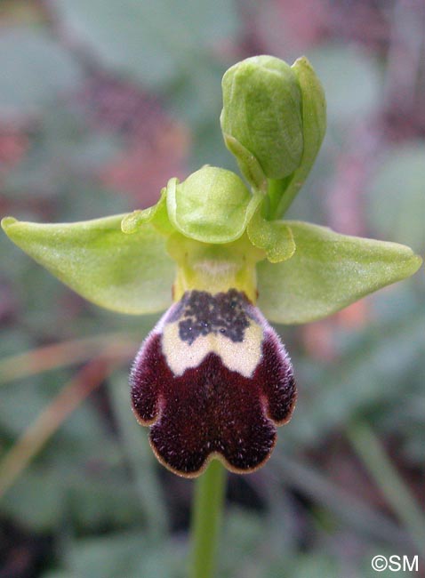 Ophrys israelitica