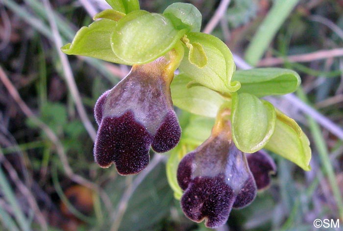 Ophrys israelitica