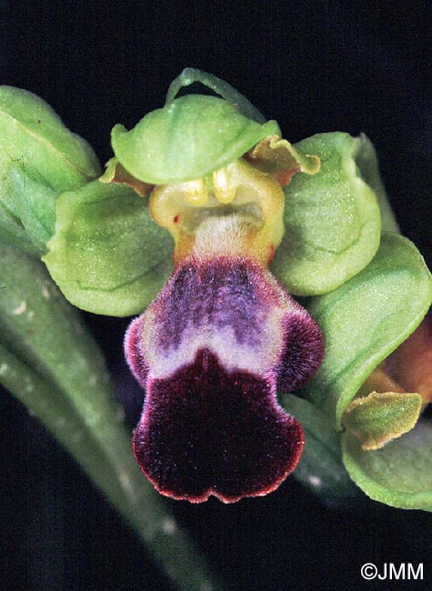 Ophrys israelitica