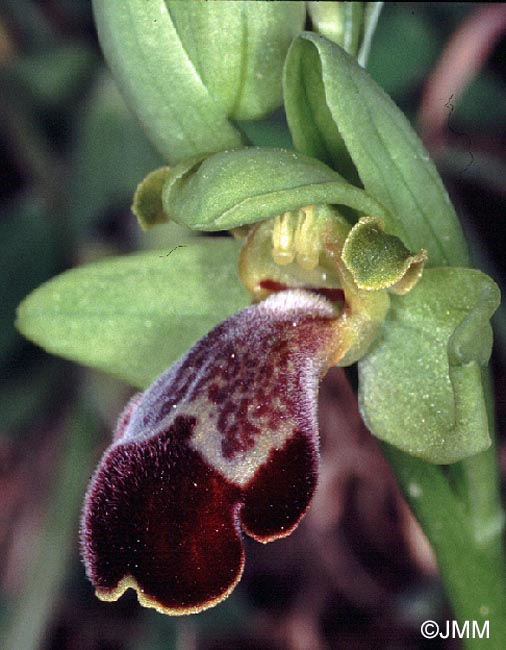 Ophrys israelitica